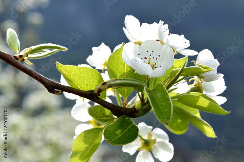 Blüten des Birnenbaumes - Blütezeit in Südtirol