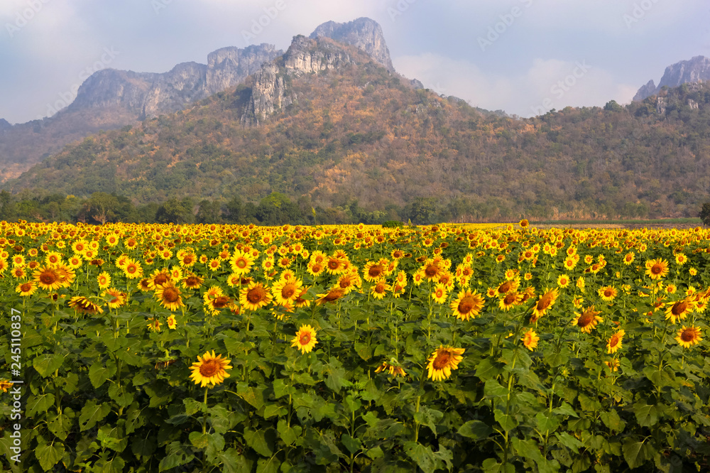 Fototapeta premium Sunflower field with mountains background under blue sky in Lop Buri,Thailand