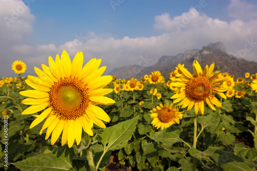 Sunflower field with mountains background under blue sky in Lop Buri Thailand