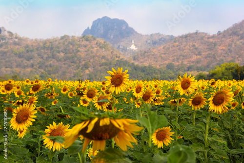 Sunflower field with mountains background under blue sky in Lop Buri,Thailand