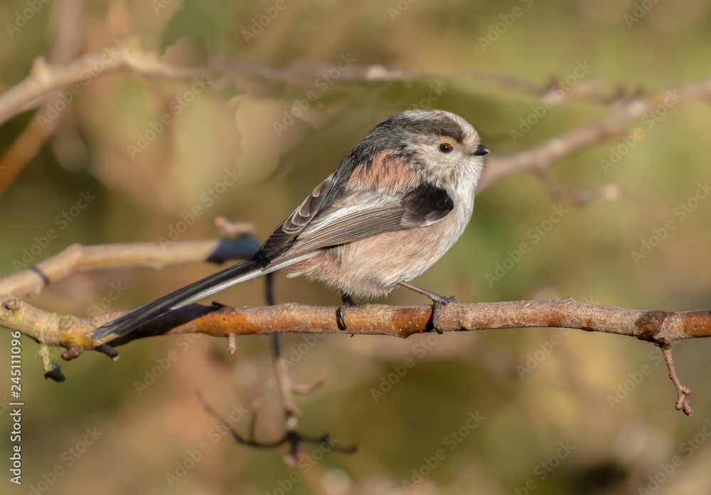 Obraz premium Long Tailed Tit