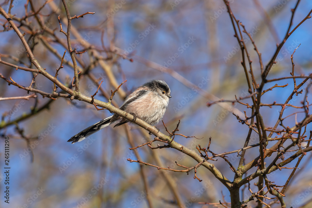 Fototapeta premium Long Tailed Tit