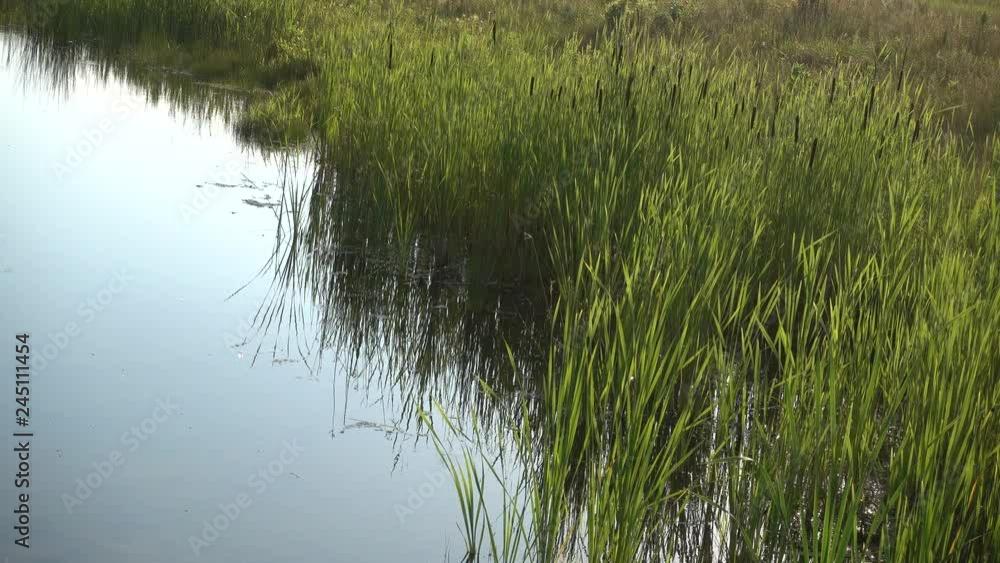 Tall Blades Of Grass Swaying In Wind With Pond Water Tall Blades Of Grass Swaying In Wind With Pond Water