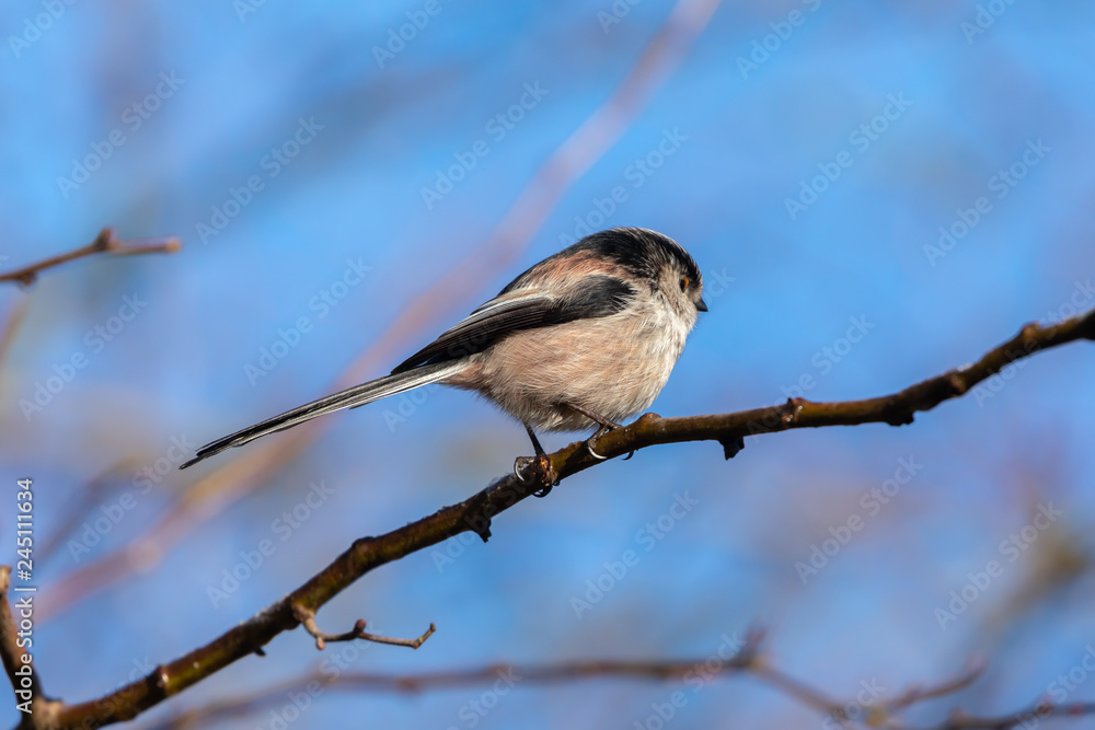 Long Tailed Tit