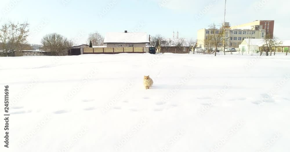 The cat is watching with interest the approaching drone The cat is watching with interest the approaching drone
