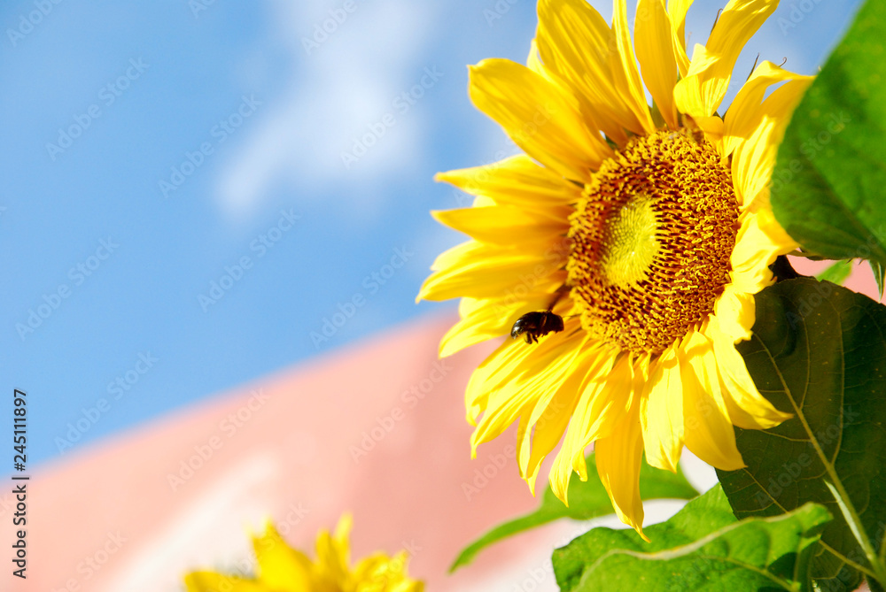 Fototapeta premium sunflowers in bloom and blue sky