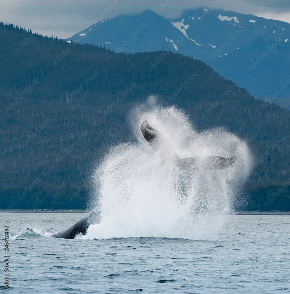Naklejka premium Humpback Whale Tail Flip, Alaska