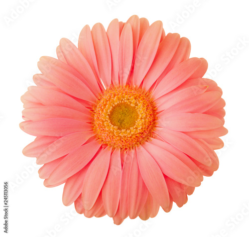 Gerbera flower of coral color isolated on white background. © Antonel