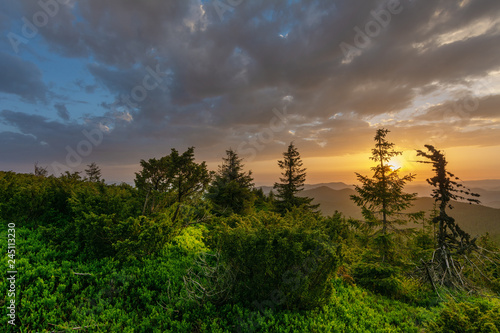 Warm sunset on the green and flowering valleys of the Ukrainian Carpathian Mountains.