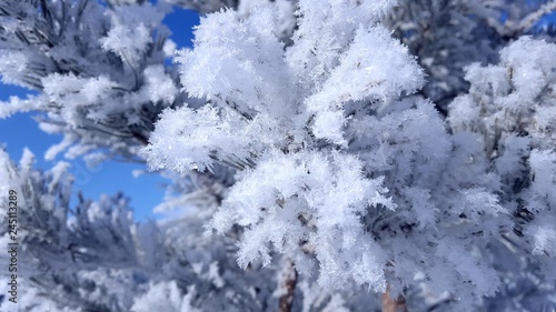 snow on fir branches