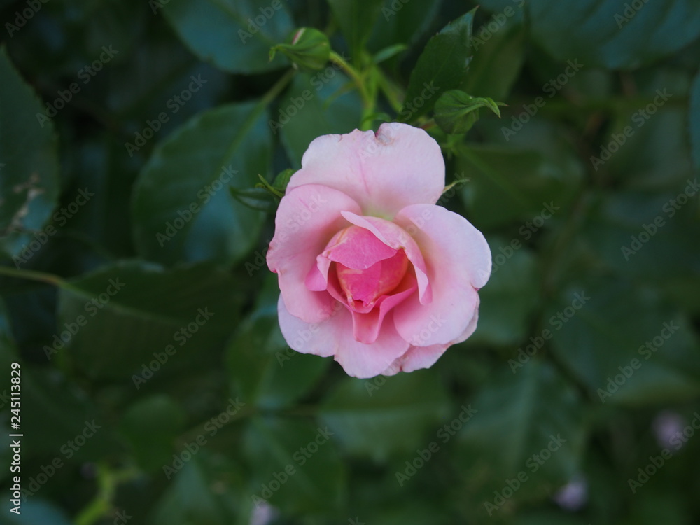 初夏の花 初夏の花
