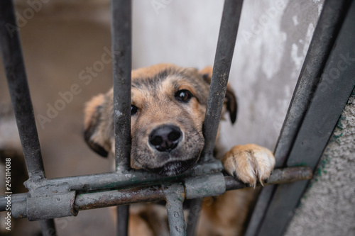 dog at the shelter