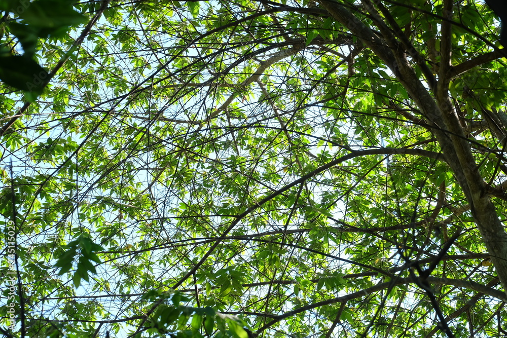 Fototapeta premium tree with green leaves