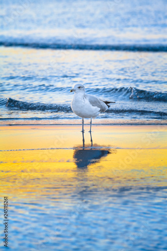 Seabird in Water at Sunset of Baltic Sea / Seagull stands at shallow water of sea, reflection on yellow sunny range (copy space)