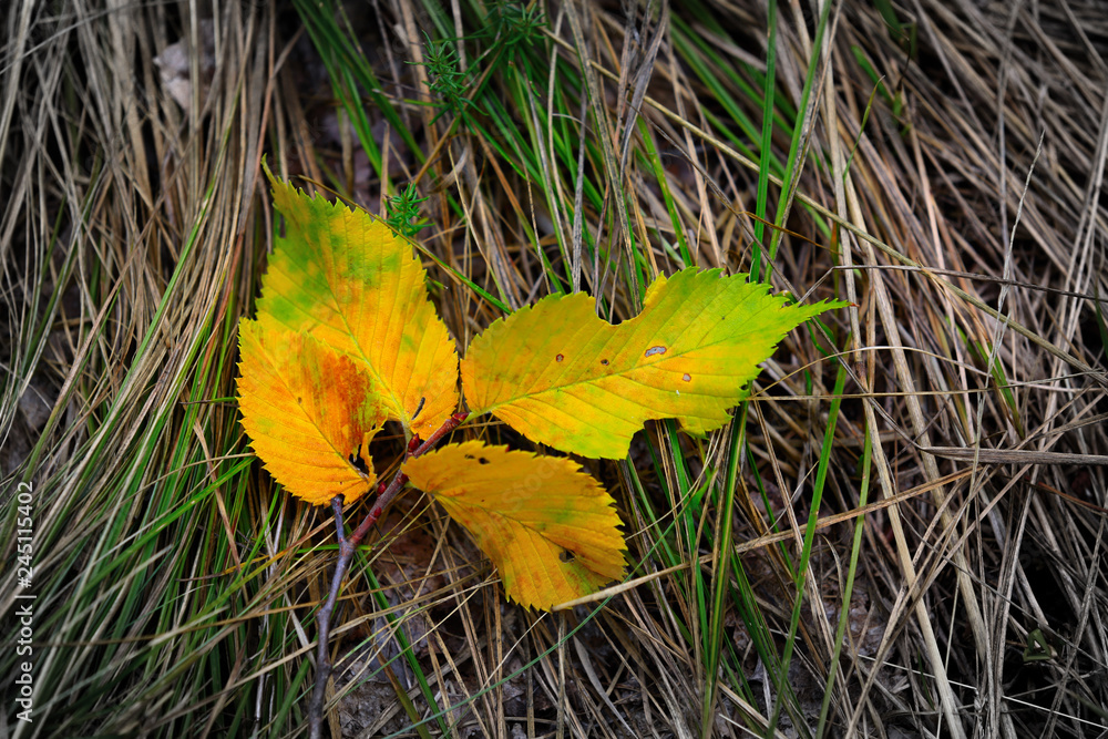 autumn leafage on grass autumn leafage on grass