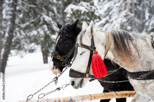 Two horses pulling cart in winter. Winter sleigh ride.