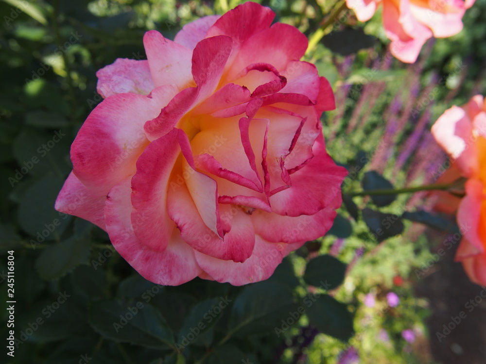 初夏の花 初夏の花