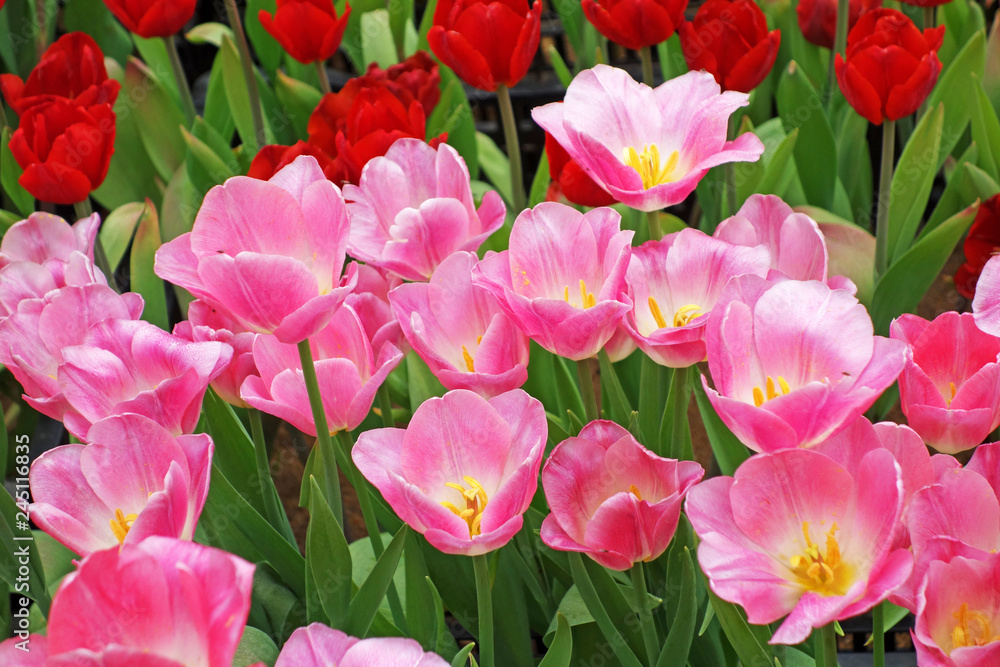 pink tulips in the garden pink tulips in the garden