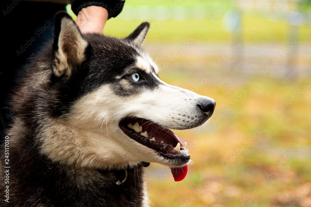 Portrait Husky dog with interesting eyes outdoors