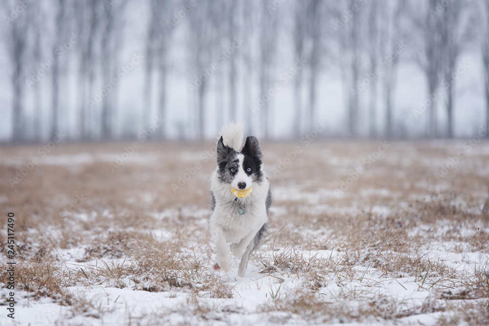 Border Collie dog training in winter park