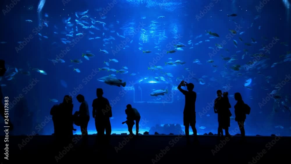 People watching and taking picture of fish in water in 4k slow motion 60fps People watching and taking picture of fish in water in 4k slow motion 60fps