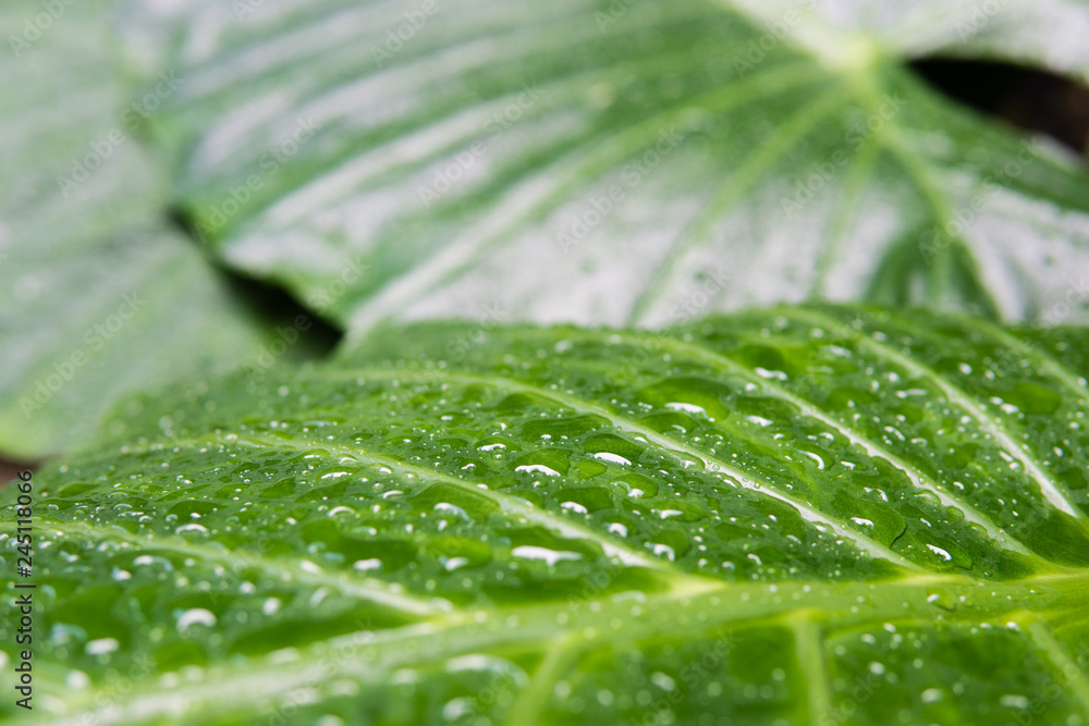 Green tropical palm leaf with water dropts on surface. Plant texture background Green tropical palm leaf with water dropts on surface. Plant texture background