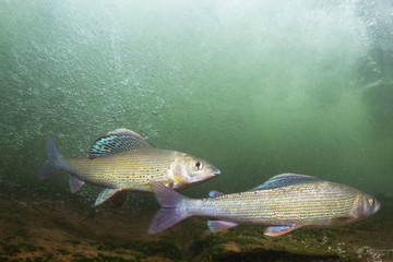 Grayling (Thymallus thymallus). Swimming freshwater fish Thymallus thymallus, underwater photography in the clear water. Live in the mountain creek. Beautiful river habitat.