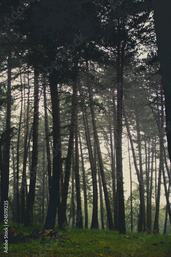 Fototapeta Naklejka Na Ścianę i Meble -  foggy forest
