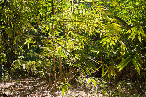 Bamboo Bush on a Sunny morning.