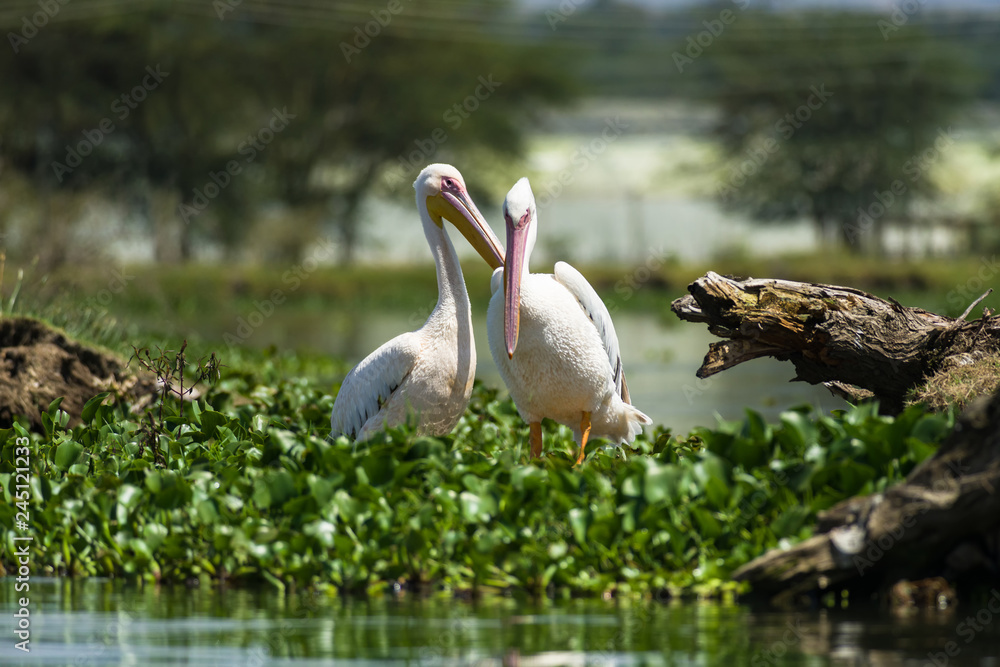 Obraz premium A pair of great white pelicans (Pelecanus onocrotalus) standing on water hyacinth, Lake Naivasha, Kenya