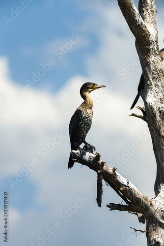 A White-breasted cormorant or Great Cormorant ( Phalacrocorax carbo ) perched on dead tree on Lake Naivasha, Kenya © James