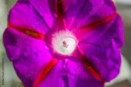 Fototapeta Naklejka Na Ścianę i Meble -  Deep Indigo and Purple Petunia Flowers in Summer in garden. Three Colored Morning Glory. Large lilac flower with sparkling petals with a pink fiveway star. Ipomoea purpurea