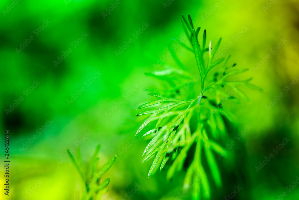 Macro shot of dill plants in a greenhouse on a sunny summer day on a colorful, bright and vibrant background Macro shot of dill plants in a greenhouse on a sunny summer day on a colorful, bright and vibrant background
