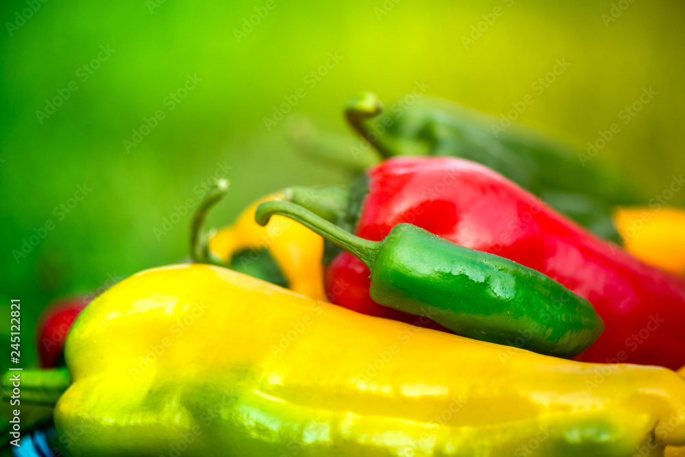 Summer harvest. Freshly picked, red, green and yellow sweet peppers, laying in grass in garden. Healthy eating, fresh food, vegetables, vitamins, diet, fitness. Making fresh salads for dinner. Tasty Summer harvest. Freshly picked, red, green and yellow sweet peppers, laying in grass in garden. Healthy eating, fresh food, vegetables, vitamins, diet, fitness. Making fresh salads for dinner. Tasty