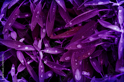 Water droplets on sage leaves in purple