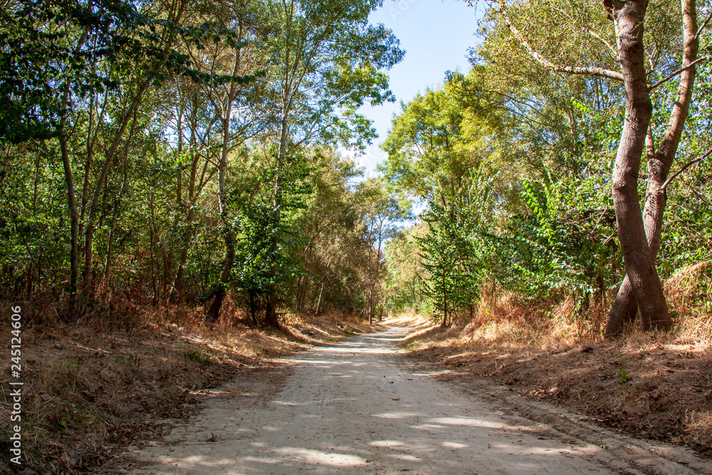 Fototapeta premium Sentier en sous-bois