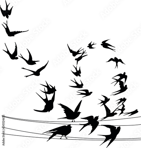 Swallow in flight. vector image. spring. Common birds on the power line. Vector silhouette a flock of birds