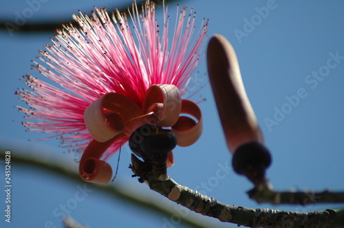 Blossom of a tree in Dominican Republic