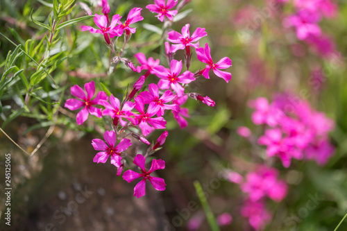 Purple flowers of a styloid phlox in the spring. Siberian country house