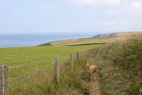 Dog on Coastal Path