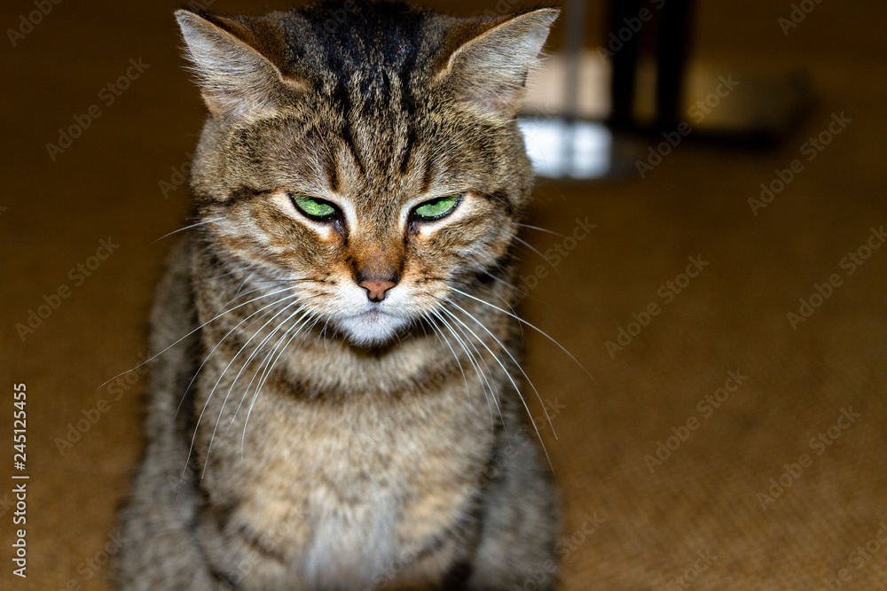 angry cat with green eyes Stock Photo