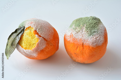 Two rotten oranges on white