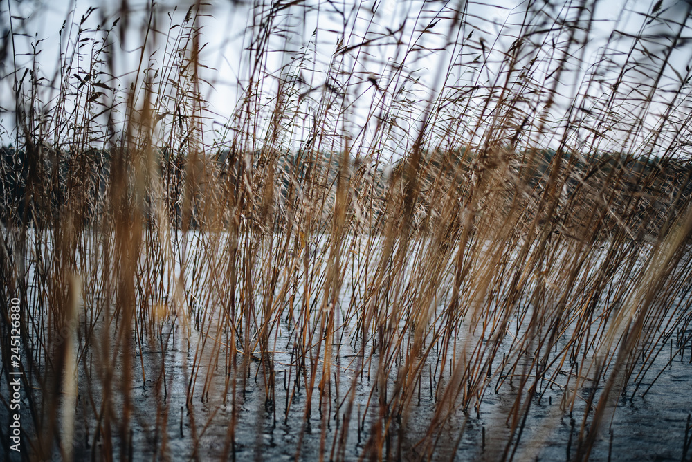 Dry grass during autumn in Scandinavia Dry grass during autumn in Scandinavia