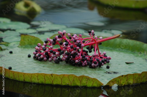 Floating elderberry