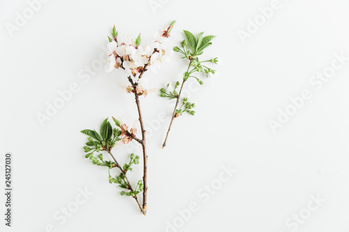 white blossom flowers.flat lay.white background.minimalistic stylish.
