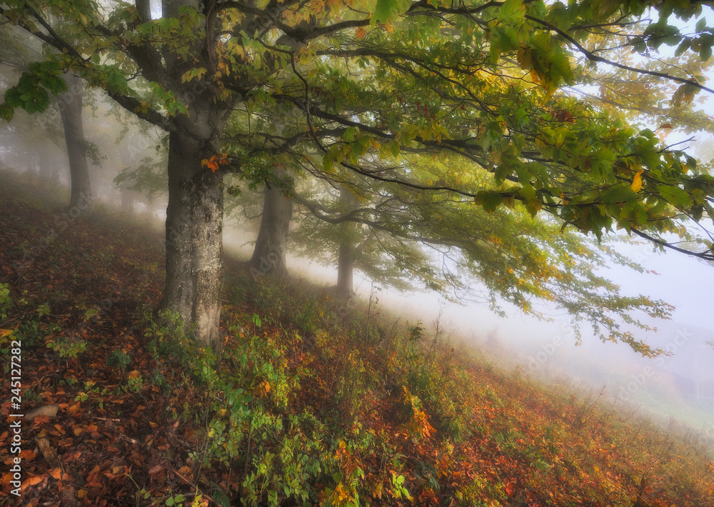 Fototapeta premium foggy forest. Autumn sunrise in the fairy forest. scenic dawn