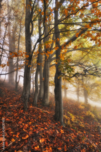 foggy forest. Autumn sunrise in the fairy forest. scenic dawn