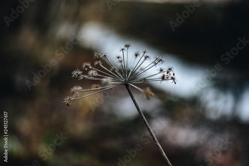 Dry grass during autumn in Scandinavia 