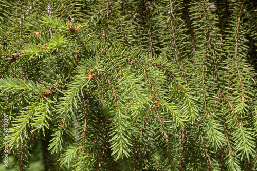 Young needles of fir tree as a background. Spring needles of spruce tree - natural backdrop. photo