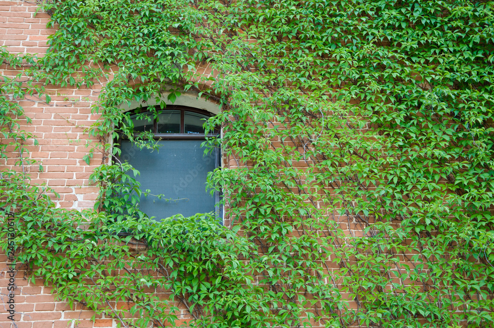 Lush and green. Vines growing on stone wall in summer. House building